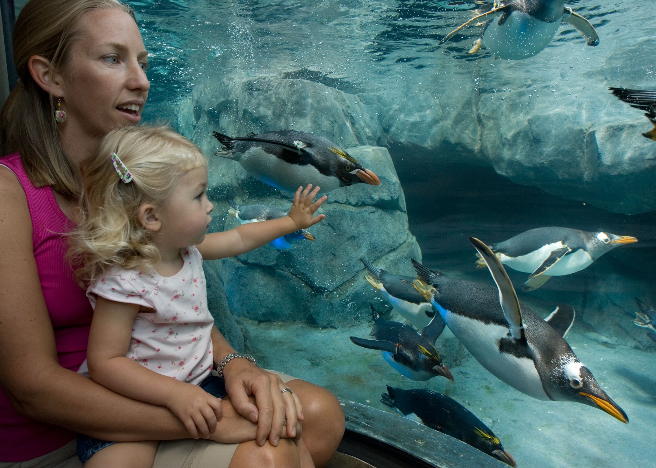 Tennessee Aquarium