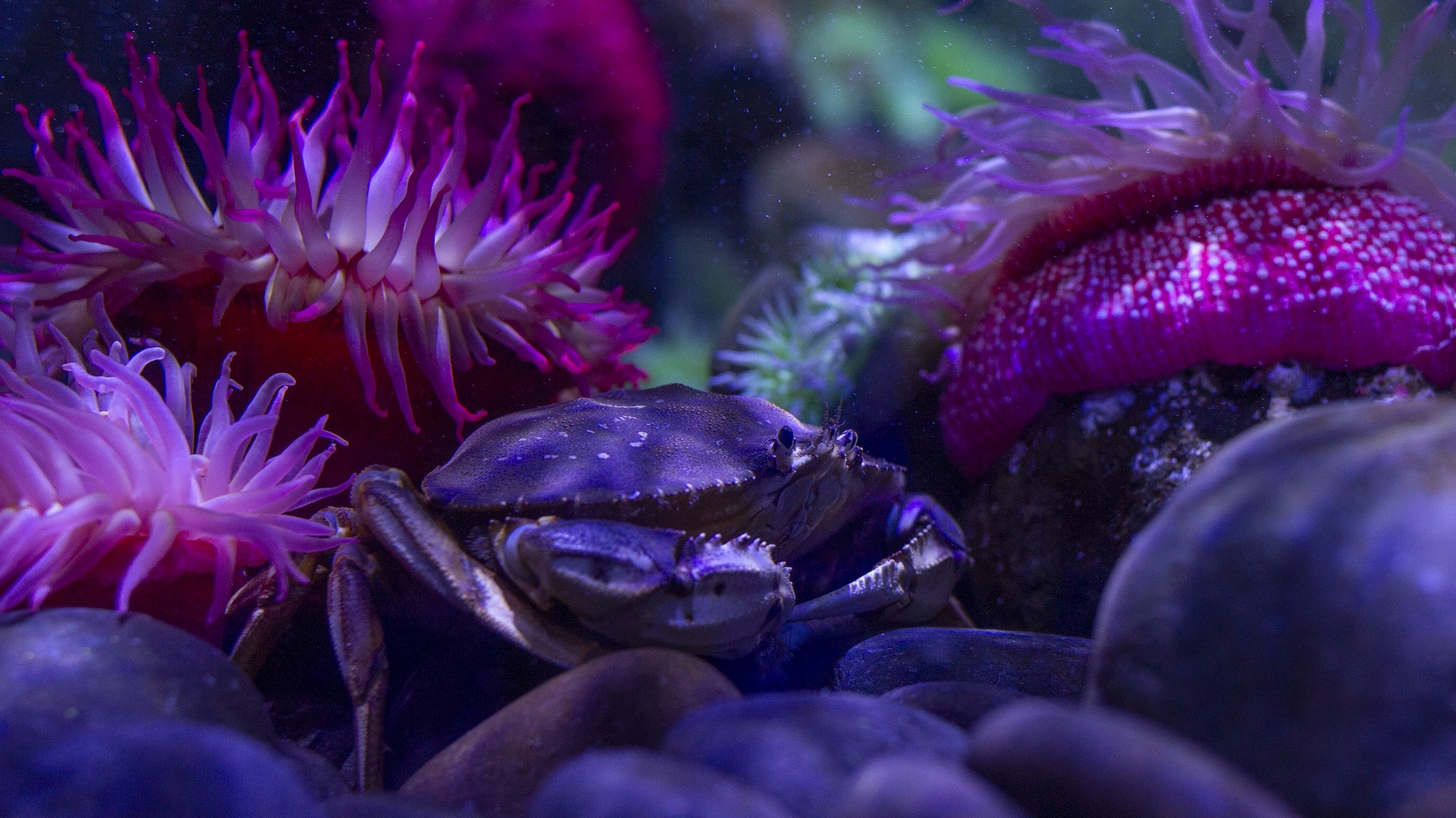 crab
