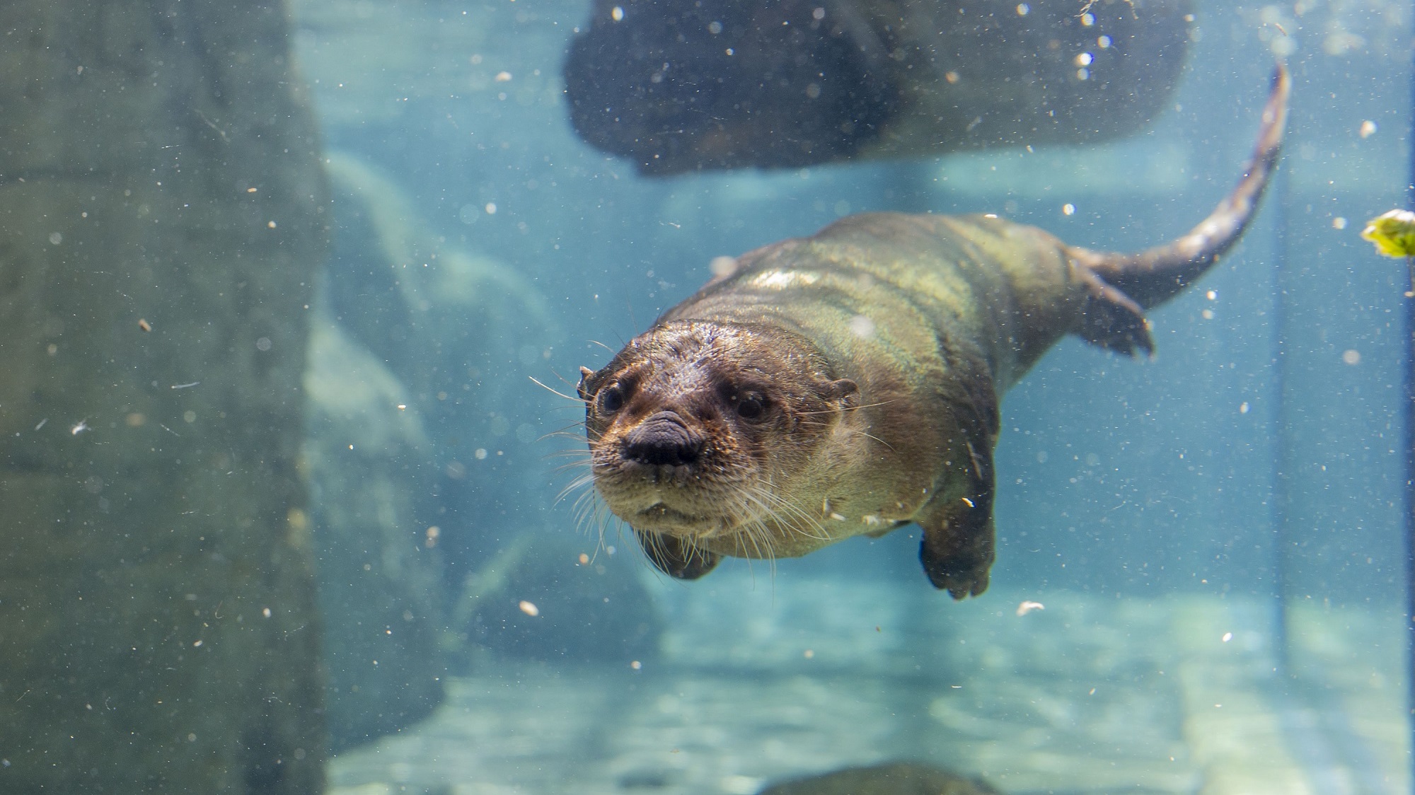 otters